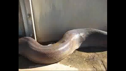 Hugedeadsnake.wmv