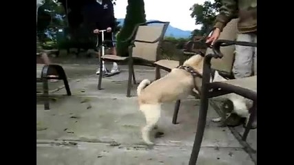 Pug Fight