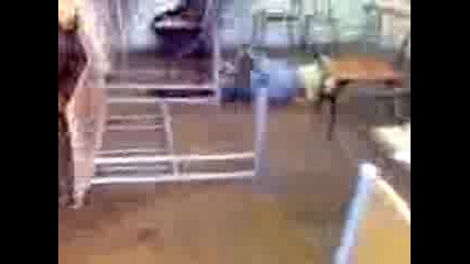 Овца.3gp