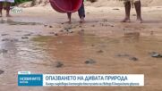 Пуснаха на свобода в Амазонската джунгла хиляди сладководни костенурки