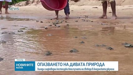 Пуснаха на свобода в Амазонската джунгла хиляди сладководни костенурки