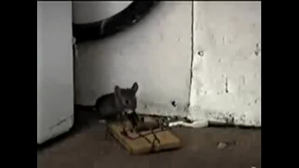 Мишка и капан