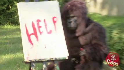 Рисуваща горила (скрита камера) (hq)
