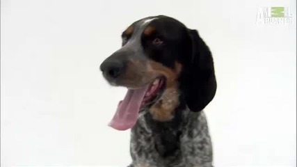 101 кучета - Bluetick Coonhound