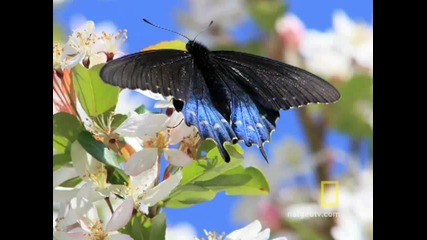 Красиви пеперуди ( H Q )