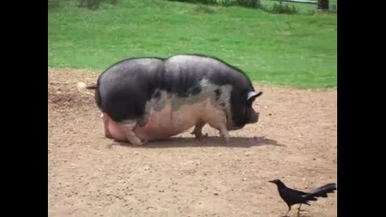 Прекалено Дебела Свиня - Смях
