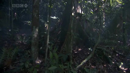 Wonderful Chill Out Music Jungles 