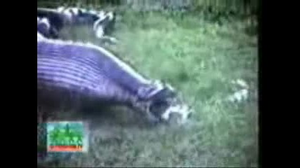 Snake Eats A Hippo!!