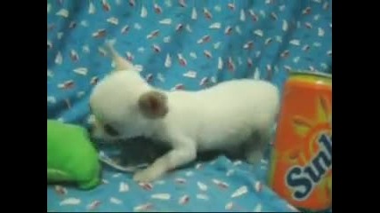 Chihuahua - Сладко бебче 