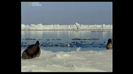 Дивата Русия Арктика - Гренландските тюлени
