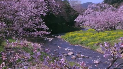 10min Sakura Cherry Blossoms Beethoven Sonata The Tempest
