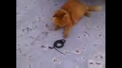 Весела котка срещу ядосана змия