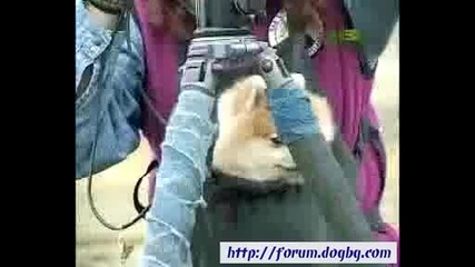 Всичко за породата ... Померан