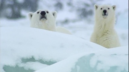 Шпиониране на полярни мечки!