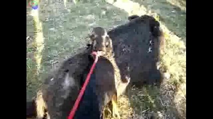 Прасето не се дава на никой!