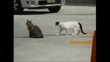Смешно Видео 100% Смях 