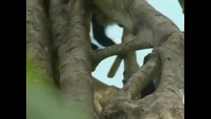 Land Of The Tiger - Monsoon Forests part 3 