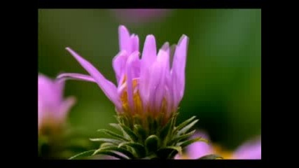 Flowers In Growth (time Lapse) Osho