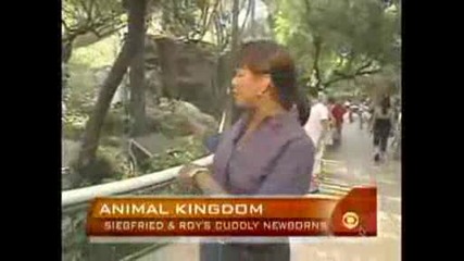 Siegfried & Roys Newborns.avi