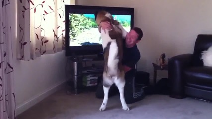 Куче иска да нападне мечка по телевизора ...
