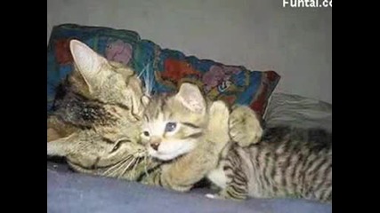Смешни животни