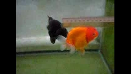 Goldfish Mating