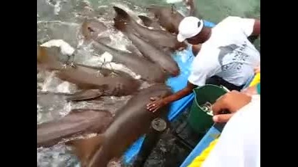 Хранене На Кучешки Акули