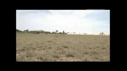 Истински приятел!