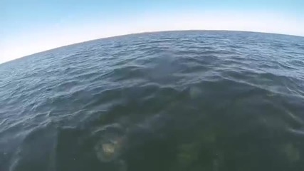 Човек заснема с лодката си хиляди медузи във водата