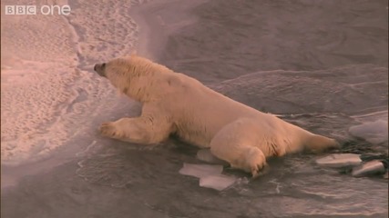 Полярна мечка върху тънък лед - Природата и Велики Събития