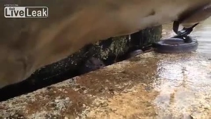Змия и мишка оцеляват заедно по време на наводнение в Куинсланд, Австралия