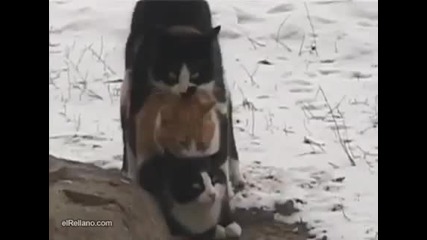 Котета сковани от студа се топлят!