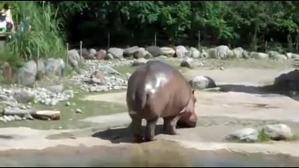 Пърдящ хипопотам - безценно - смях