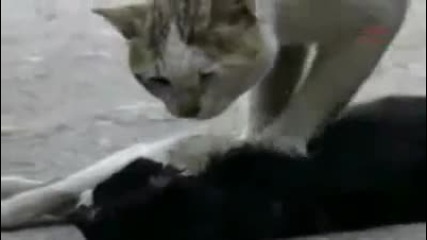 Котенце се опитва да съживи приятелчето си което е било блъснато от кола ;(