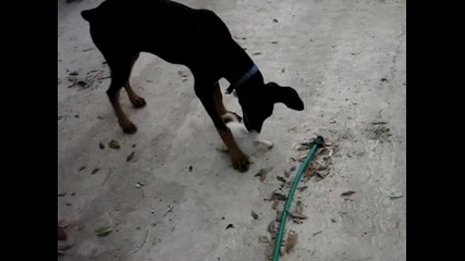 Котка предпазва бебето си от доберман!