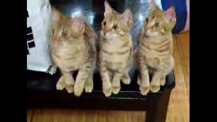 Смешни Котки