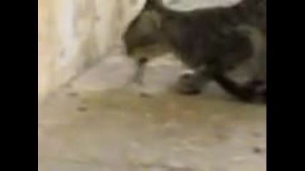 Котка срещу скорпион ..котето похапна :)