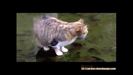 котка лови риба под леда