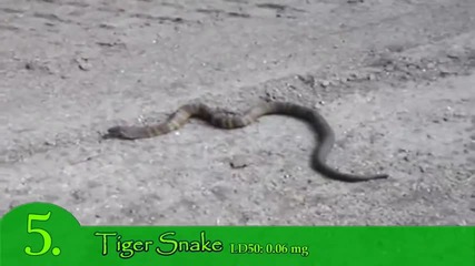 Топ 10 отровни змии