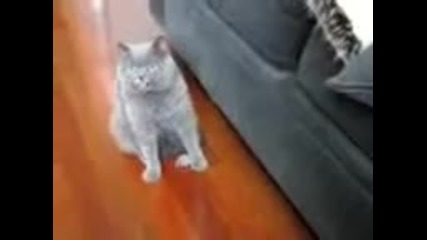 Котка и лъжлива мишка