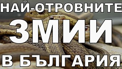 Най-отровните змии в България