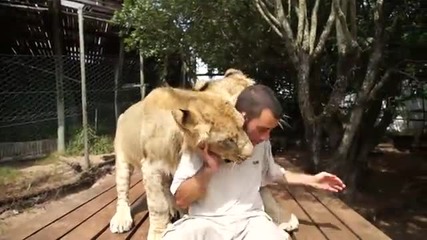 Да имаш лъвове за приятели ( Много Яко ) 
