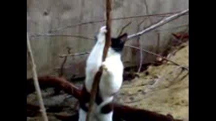 Кот стриптизер