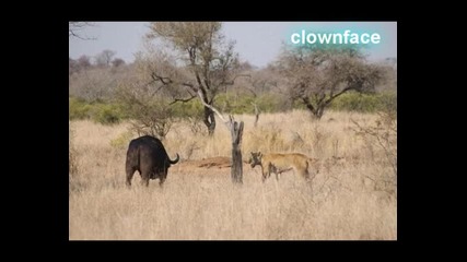 slu4ka v nacionalen park Kruger 
