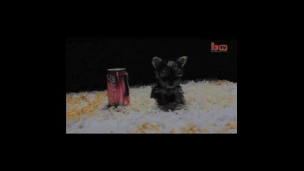 Най-малкото куче в света