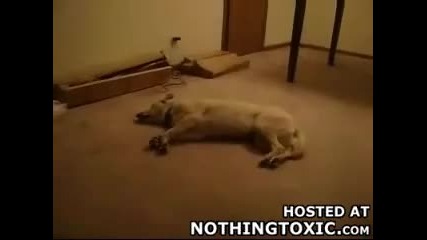 Куче сънува...смях