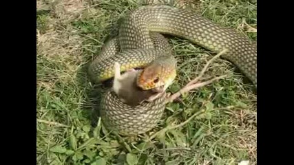Как се храни змията!!.