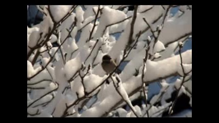 Beauty And Magic In Winter - Gheorghe Iovu