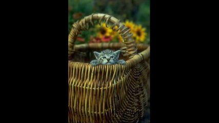 Животинчета
