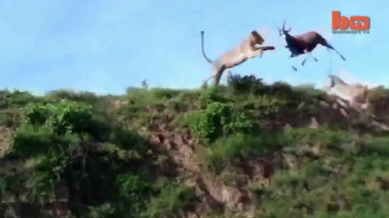 Лъвица хваща антилопа във въздушна атака !